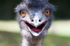 Emu;Dromaiidae, Dromaius
