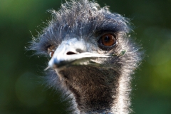Emu;Dromaiidae, Dromaius