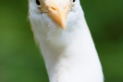 Kuhreiher;Bubulcus ibis