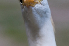 Kuhreiher;Bubulcus ibis