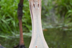 Löffler;Platalea leucorodia
