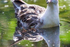006_vogel_8077_web