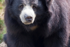 Lippenbär;Melursus ursinus