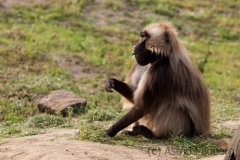 Dschelada;Blutbrustpavian;Theopithecus gelada