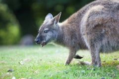 Bennetts Känguru;macropus rufogriseus