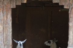 Lama;Lama glama