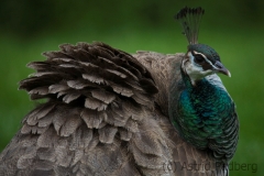 Pfau