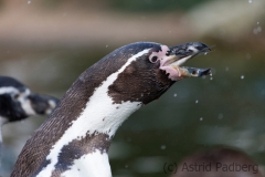 Humboldpinguine;Spheniscus humboldti