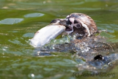 Humboldpinguine;Spheniscus humboldti