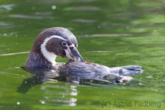 Humboldpinguine;Spheniscus humboldti