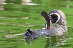 Humboldpinguine;Spheniscus humboldti