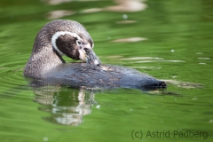 Humboldpinguine;Spheniscus humboldti