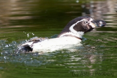 Humboldpinguine;Spheniscus humboldti