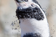 Humboldpinguine;Spheniscus humboldti