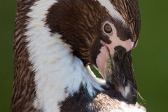 Humboldpinguine;Spheniscus humboldti
