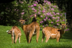 Sitatunga
