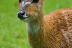 Sitatunga