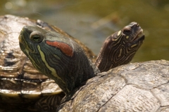 Wasserschildkröte