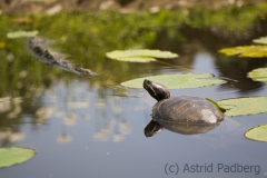 Wasserschildkröte