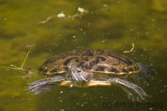 Wasserschildkröte