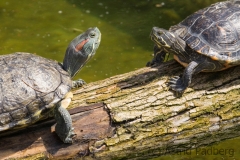 Wasserschildkröte