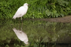 Kuhreiher