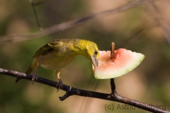 Textor Webervogel