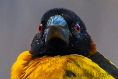 Textor-Webervogel