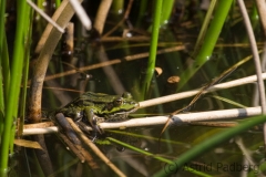 Frosch
