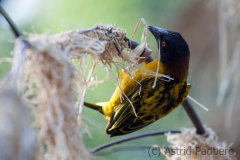 Textor-Webervogel