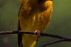 Textor Webervogel