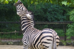 Zebras
