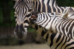 Zebras