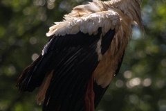 Weißstorch