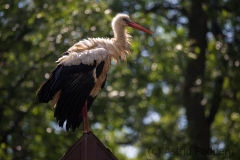 Weißstorch