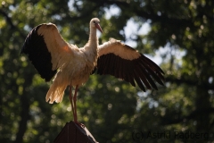 Weißstorch