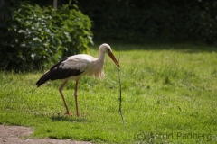 Weißstorch