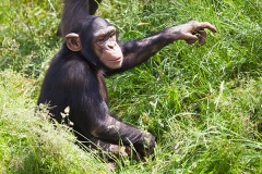 Gemeiner Schimpanse; common chimpanzee; Pan troglodytes