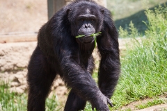 Gemeiner Schimpanse; common chimpanzee; Pan troglodytes