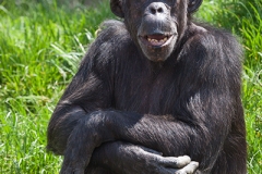 Gemeiner Schimpanse; common chimpanzee; Pan troglodytes