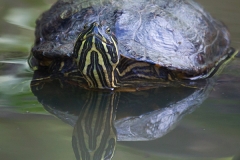 Rotwangen-Schmuckschildkröte;  red-eared slider; Trachemys scripta elegans
