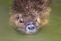 Nutria; Biberratte; coypu; coipú; ocastor coypus