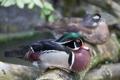 Brautente; wood duck; Carolina duck; Aix sponsa