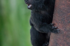 Springtamarin; Goeldi's marmoset; Goeldi's monkey; Callimico goe