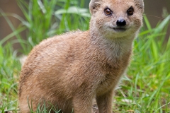 Fuchsmanguste; yellow mongoose; Cynictis penicillata