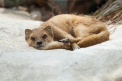 Fuchsmanguste; yellow mongoose; Cynictis penicillata