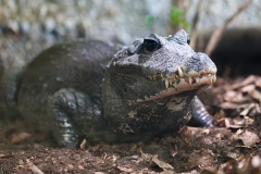 Stumpfkrokodil; dwarf crocodile; Osteolaemus tetraspis