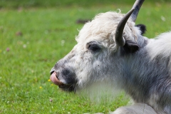 Yak; Bos grunniens; Bos mutus