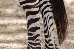 Grantzebra; Grant's zebra; Equus quagga boehmi