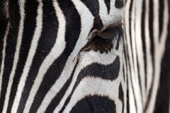 Grantzebra; Grant's zebra; Equus quagga boehmi